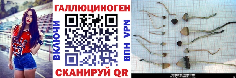 блэк спрут как войти  Высоцк  Галлюциногенные грибы Psilocybine cubensis  сколько стоит 